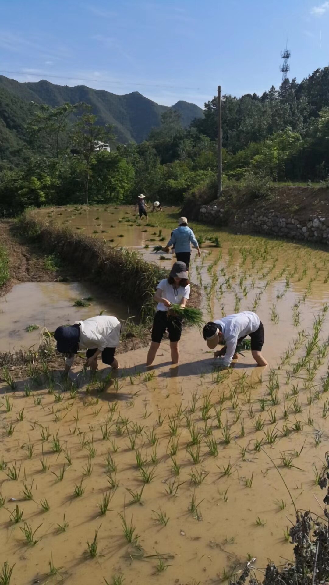 进知解插秧实践活动