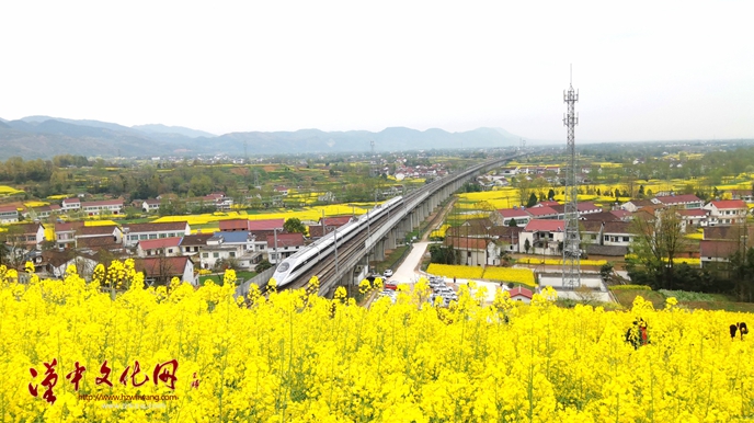 油菜花列车