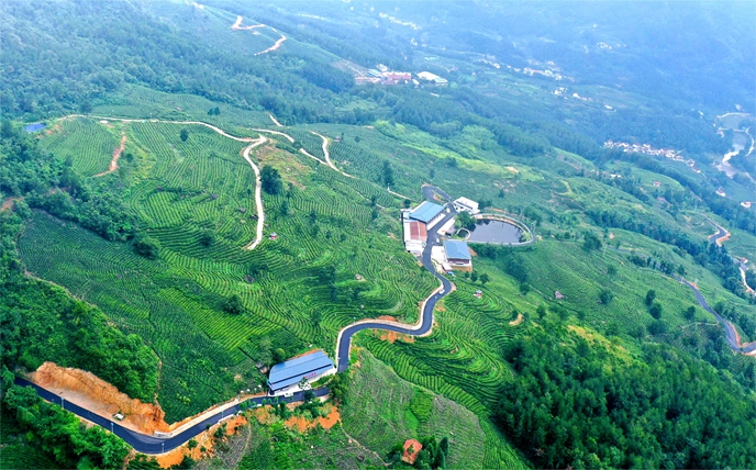 茶园