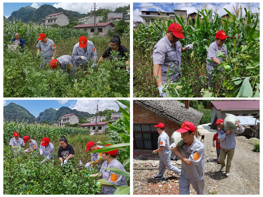 帮助农户采摘银杏叶