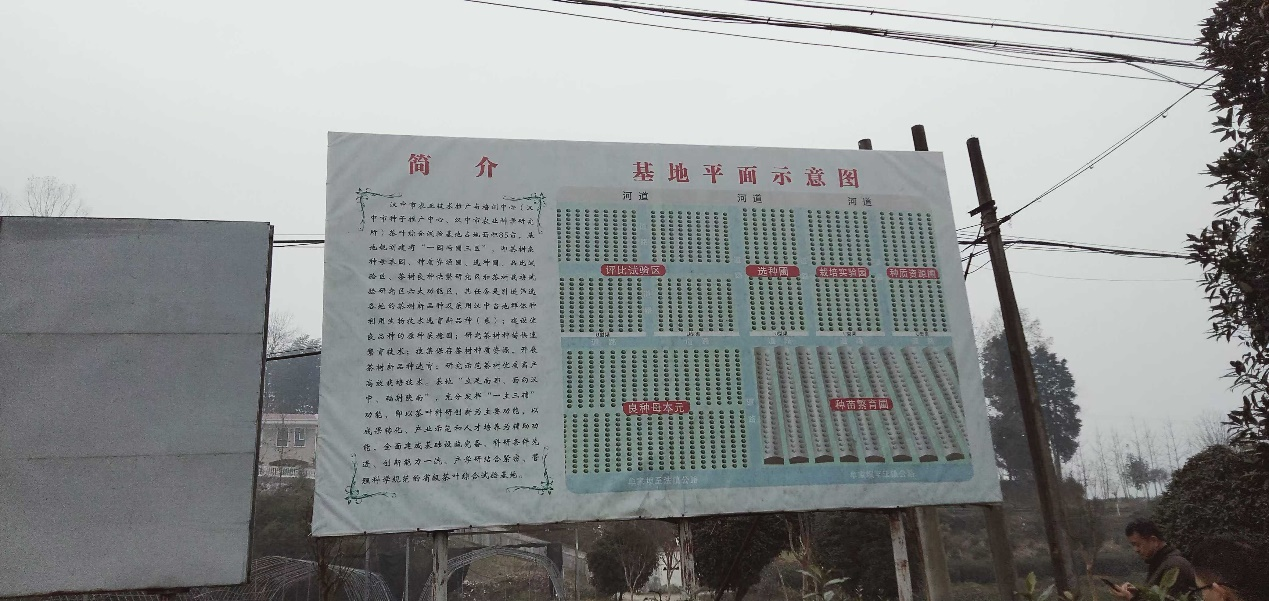 茶叶科研生产前期有关工作
